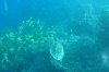 tortue3.JPG