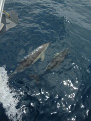 DSC04672 - Copie.JPG