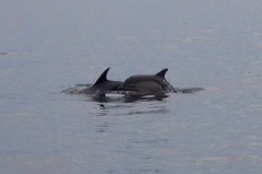 Dauphins 1.jpg