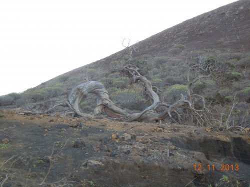 visite de el hierro 196.JPG