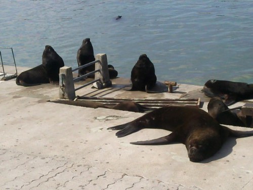 Lobos marinos port de pêche 3.jpg