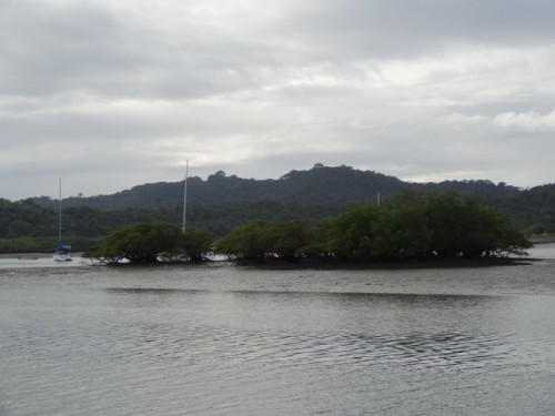 voisins derrière la mangrove.JPG