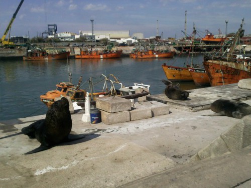 Lobos marinos port de pêche 2.jpg