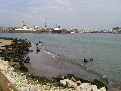 Colonie sea lions vers docks cales sèches.jpg