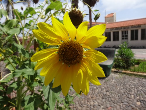 13 1ere fleur Tournesol à Porto do sol.JPG