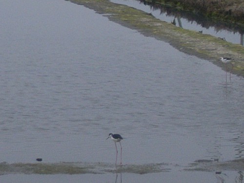 3 JOUR A AVEIRO 015.JPG