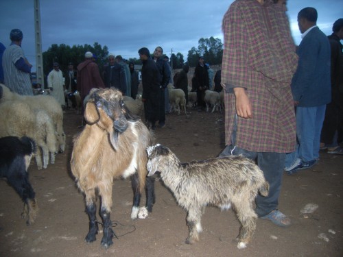 3JOUR A ESSAOUIRA 047.JPG