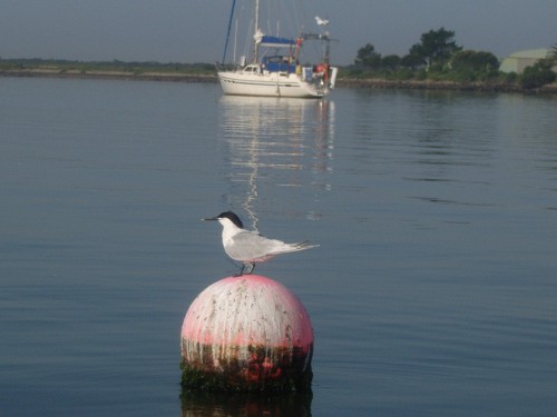 2 JOUR AVEIRO 013.JPG