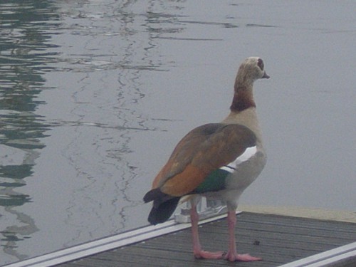 RIMG0061.JPG