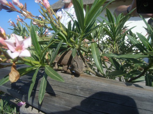 7 JOUR A CHIPIONA CAMELEON 019.JPG