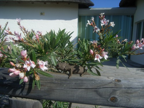 7 JOUR A CHIPIONA CAMELEON 001.JPG
