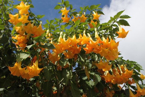 2012 08 07 Pobra do Caraminal FLEURS