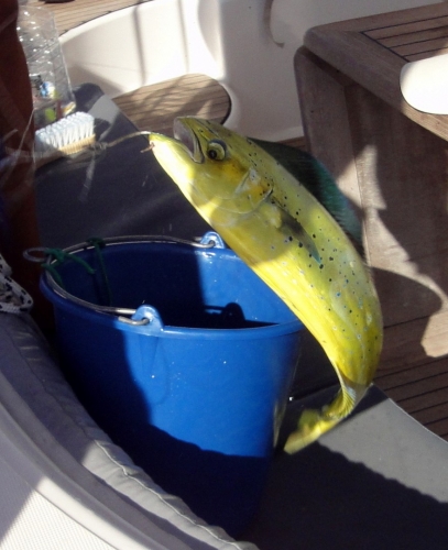 Dorade-001.JPG
