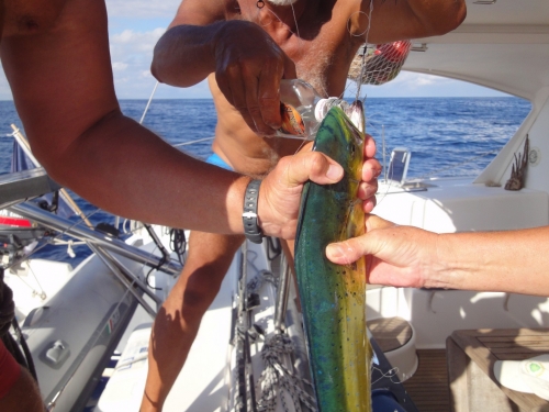 Dorade rhum.JPG