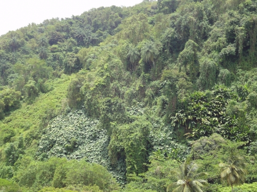 mur verdure.JPG