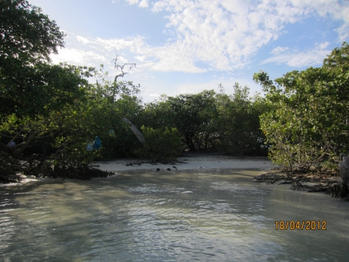 Mangrove2.JPG