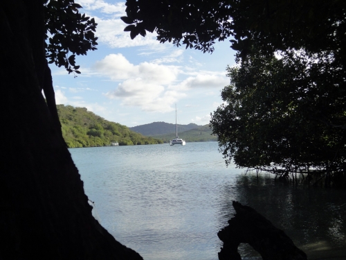 Mangrove.JPG