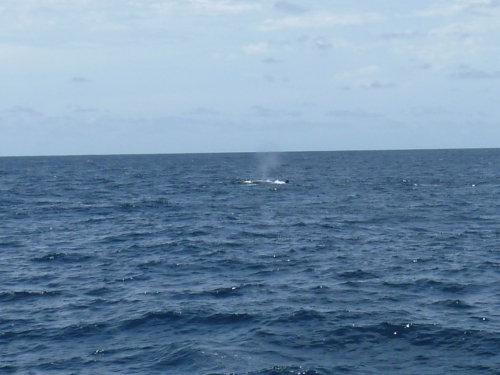 Baleine aller.JPG
