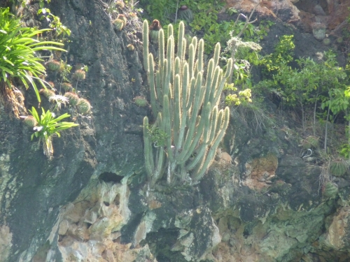 P1040288 Little Bay cactus.JPG