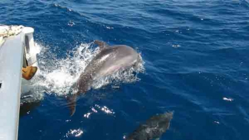 etrave dofin.jpg