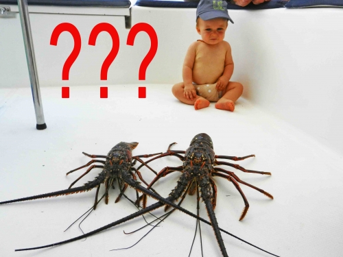 Bébé langouste.jpg