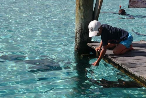 Quai requin.jpg