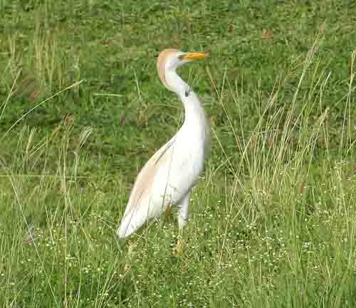 aigrette.jpg