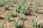 aloevera.jpg