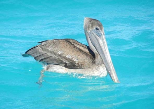 pelican1.jpg