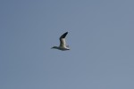 IMG_1241.JPG