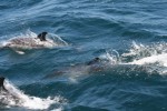 IMG_2070.JPG