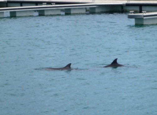 dauphins port 1.jpg