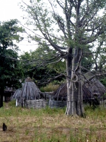 Peul baobab.jpg