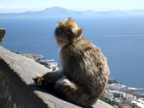 singe afrique.jpg