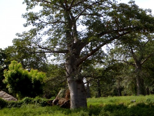 Voyage premier baobab.jpg