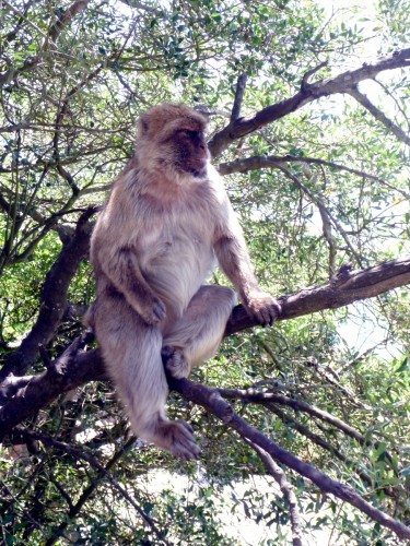 singe penseur.jpg