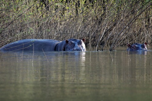 hippo.jpg