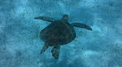 tortues sous l eau.jpg