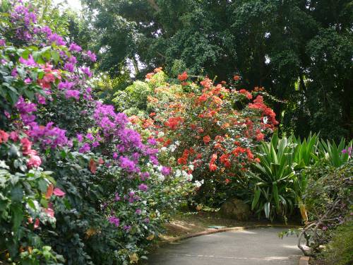 Jardin botanique3.JPG