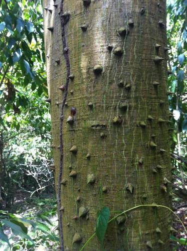 Arbre épines.JPG