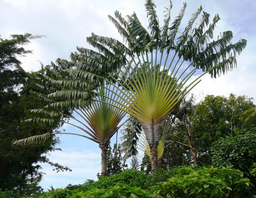 Jardin botanique2.JPG