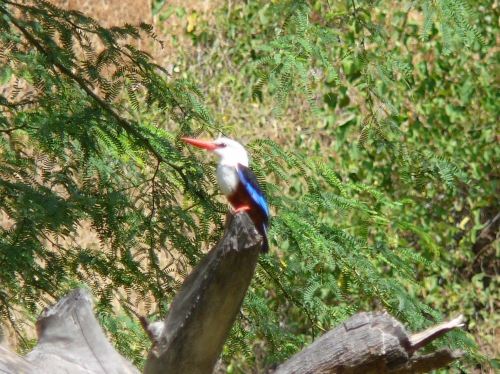 Ribeira oiseau.jpg