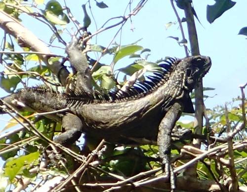 iguane Saba.JPG