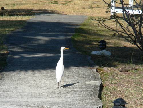 aigrette.JPG