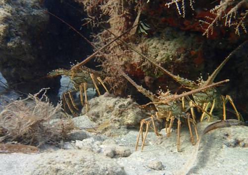 langoustes.JPG