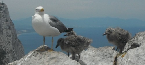 3-6-12 14h03 Gibraltar  mouette longue.jpg