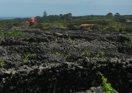 2014-05-27 10h44 champ de vignes et moulin toit rouge côte W de Pico Açores.JPG