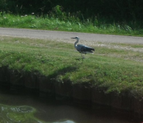 19-8-12 10h23 Héron Canal du Centre avant Paray (2).JPG