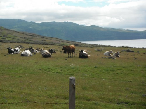 2014-05-04 11h38 champs açoriens aux vues superbes pour les vaches balade Santa Maria Açores.JPG