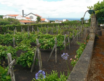 2014-06-14 14h19 muséee du vin Biscoitos côte Nord Terceira Açores (3).JPG